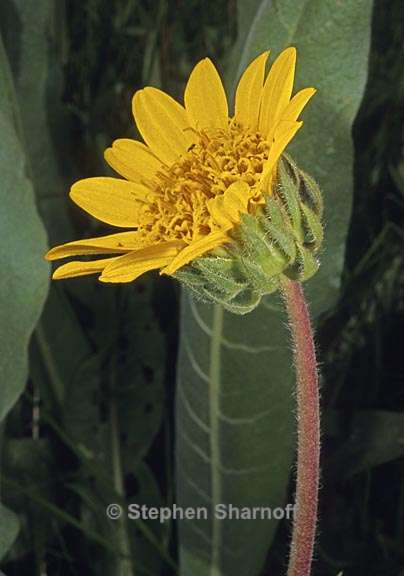 wyethia angustifolia 2 graphic